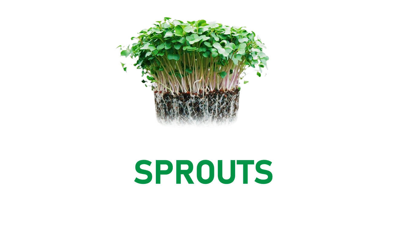 how to grow sprouts in a jar youtube how to sprout in a jar youtube how to grow sprouts