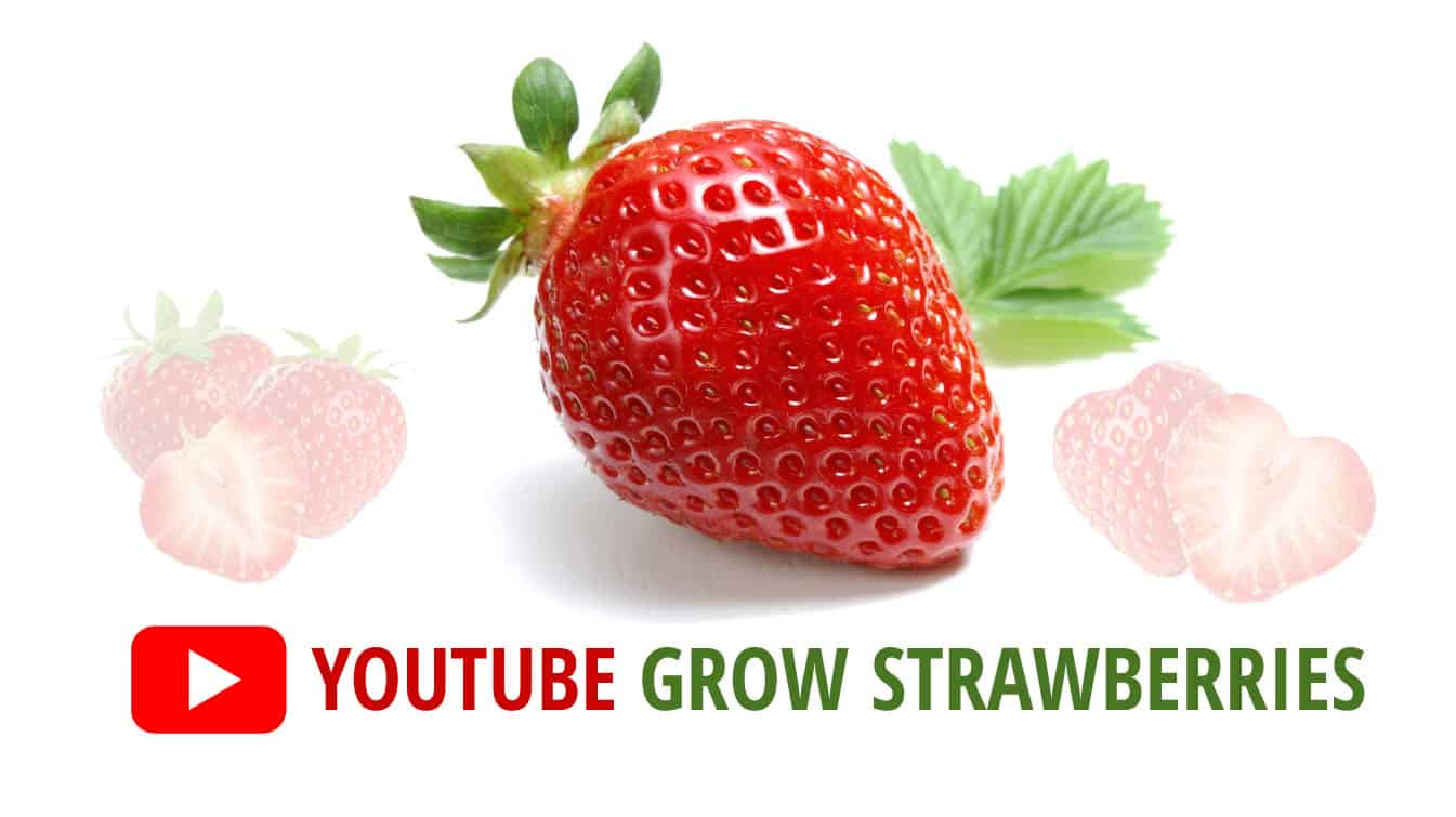 youtube grow strawberries youtube how to grow strawberries growing strawberries youtube