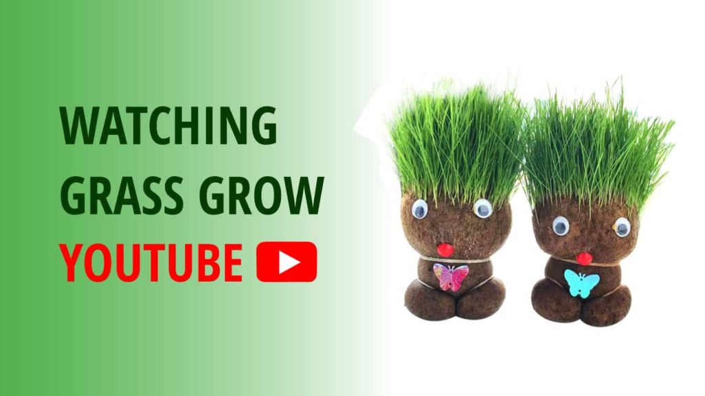 watching grass grow youtube youtube watching grass grow watching grass