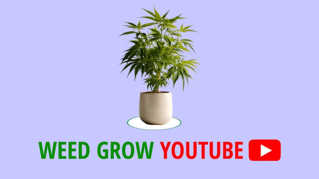 weed grow youtube how weed grow youtube youtube weed guy