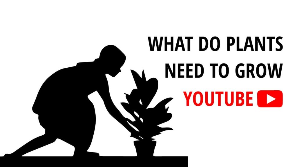 what do plants need to grow youtube what do plants need to grow video video what plants need to grow