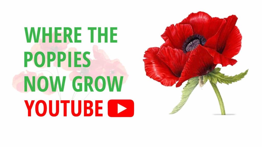 where the poppies now grow youtube how to plant poppy tubers where the poppies grow poem