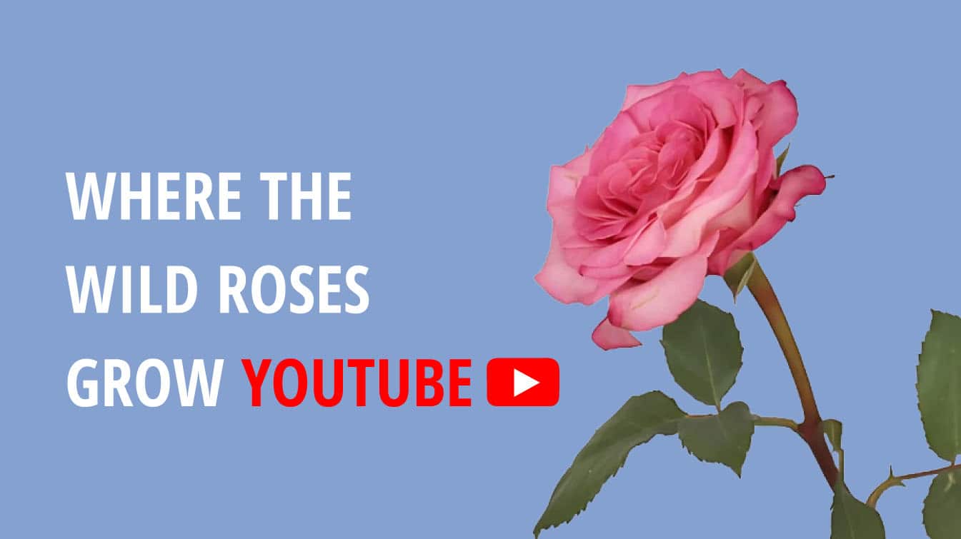 where the wild roses grow youtube music where the wild roses grow where the wild roses grow