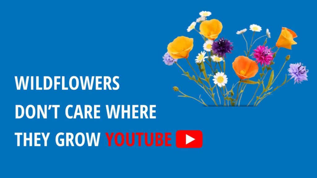 wildflowers don't care where they grow youtube why won't my wildflowers grow youtube wildflowers