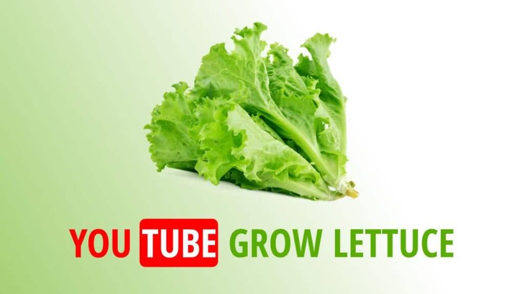 youtube grow lettuce lettuce grow youtube youtube growing lettuce