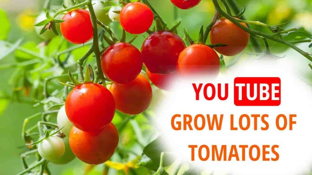 youtube grow lots of tomatoes how to grow lots of tomatoes youtube grow tomatoes