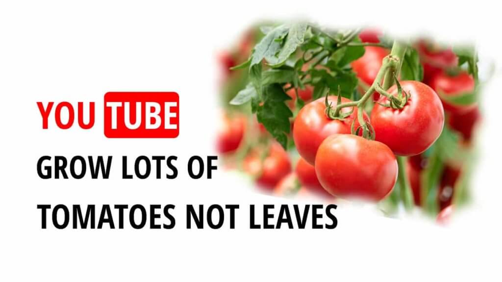 youtube grow lots of tomatoes not leaves what not to grow after tomatoes grow tomatoes not leaves