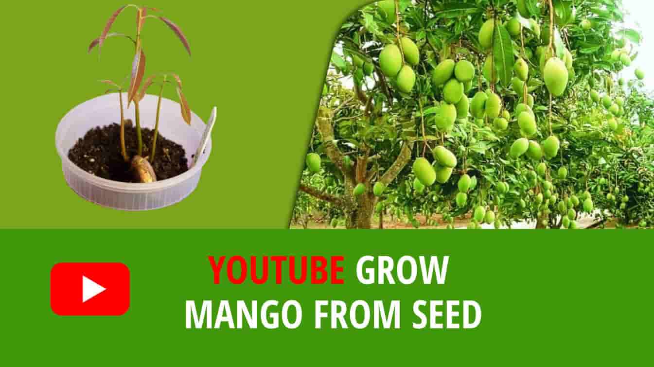 youtube grow mango from seed how to grow mango from seed can you grow mango from seed