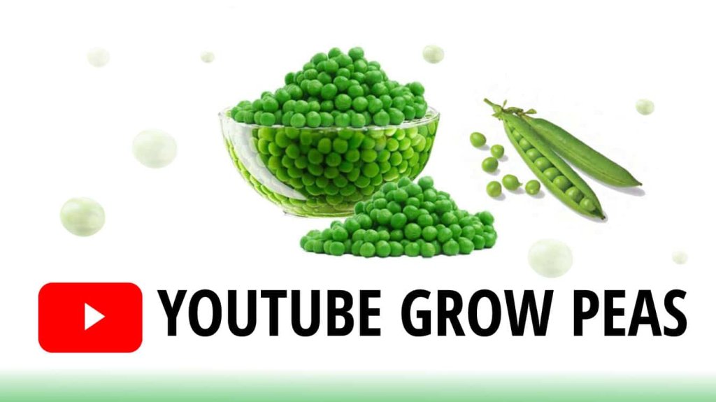 youtube grow peas youtube how to grow peas how to grow peas