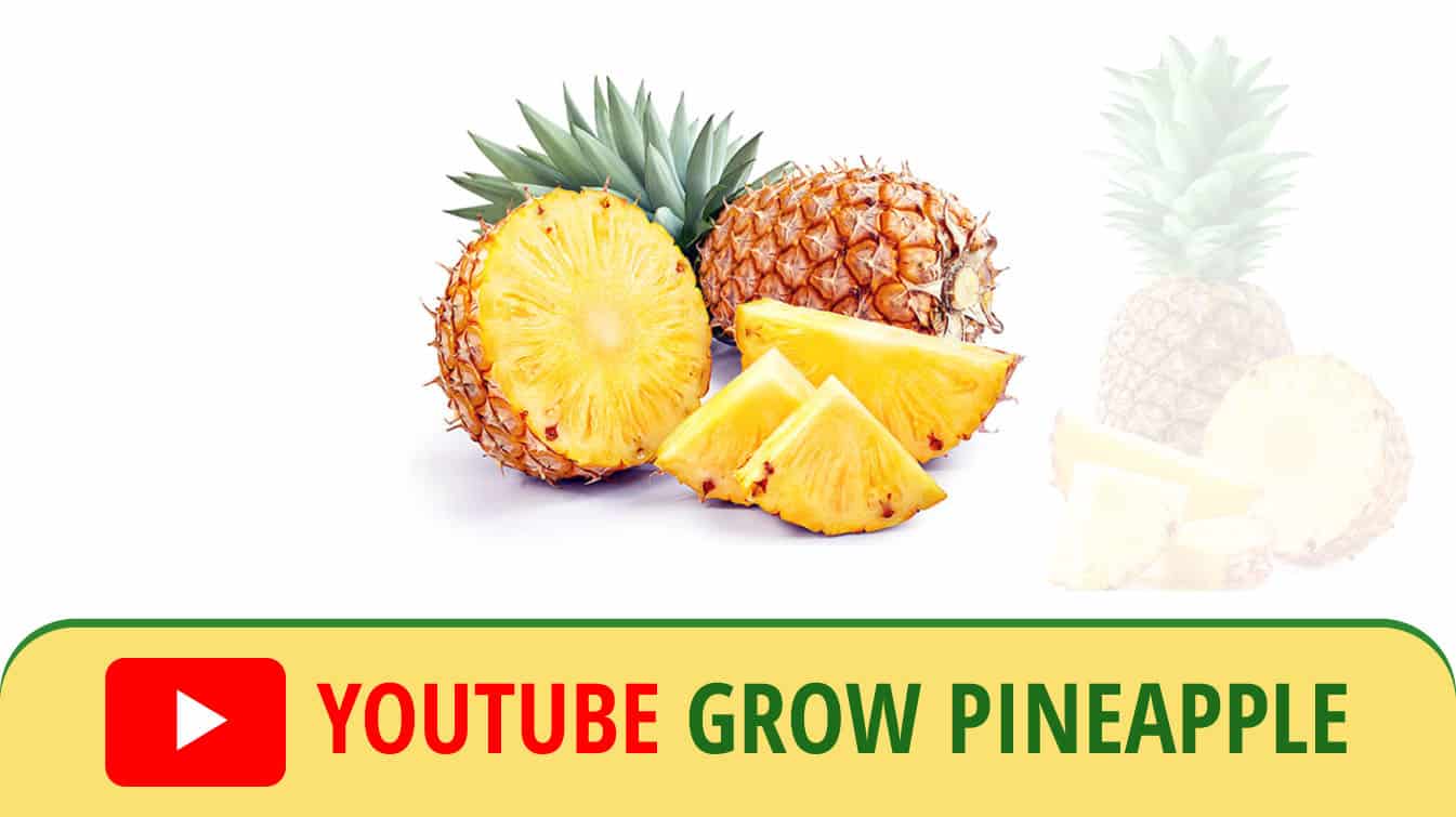 youtube grow pineapple youtube how do pineapples grow youtube growing pineapples
