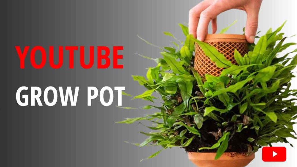 youtube grow pot youtube grow potatoes how to plant tubers in pots