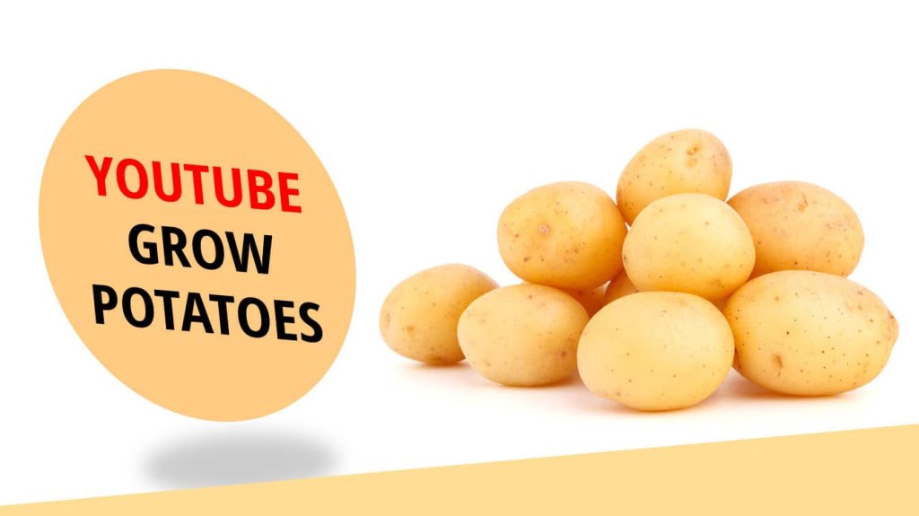 youtube grow potatoes youtube grow potatoes in a bucket grow potatoes in a barrel youtube