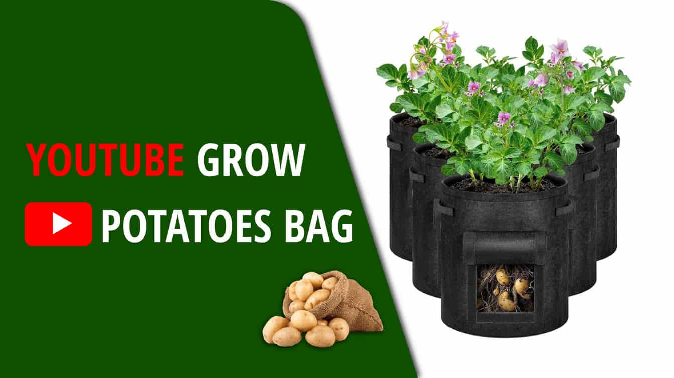 youtube grow potatoes bag youtube potato grow bags youtube grow potatoes