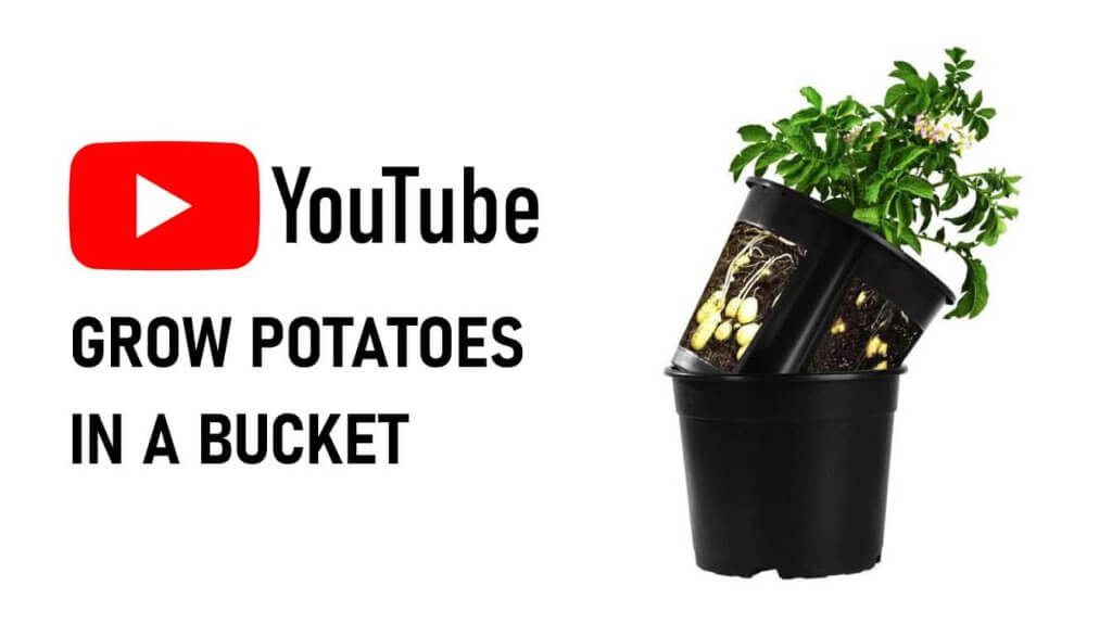 youtube grow potatoes in a bucket bucket potatoes youtube grow potatoes in a bucket video