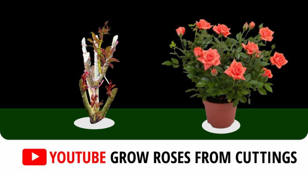 youtube grow roses from cuttings how to grow roses from cuttings growing roses from cuttings youtube
