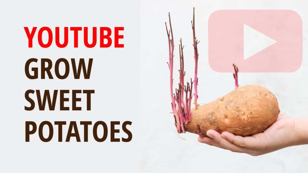youtube grow sweet potatoes youtube sweet potatoes growing how to sweet potato grow