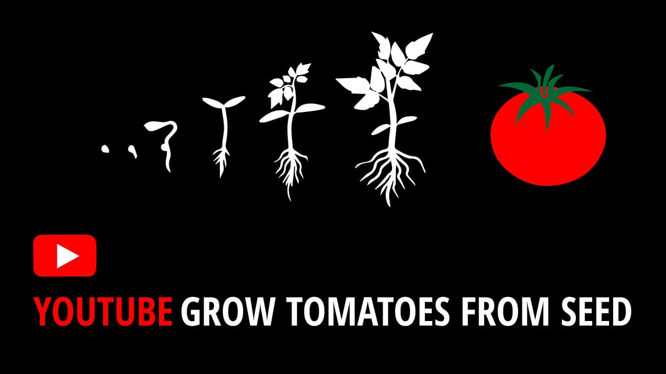 youtube grow tomatoes from seed youtube how to grow tomatoes from seed youtube tomatoes from seed