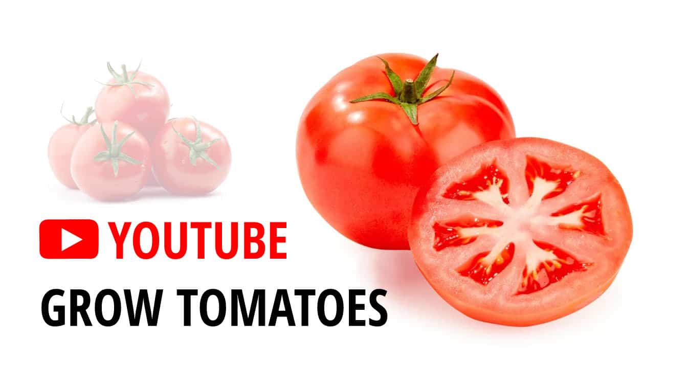 youtube grow tomatoes youtube grow tomatoes youtube best way to grow tomatoes
