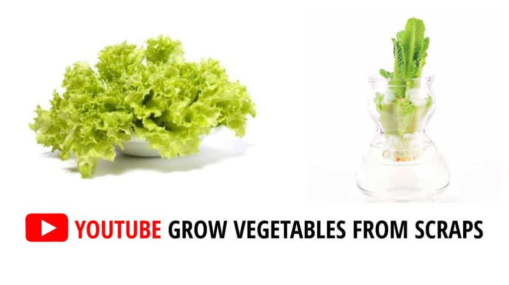 youtube grow vegetables from scraps growing vegetables from scraps video youtube growing vegetables