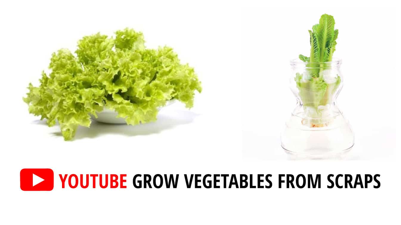 youtube grow vegetables from scraps growing vegetables from scraps video youtube growing vegetables