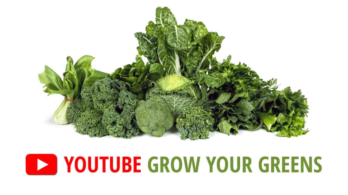 youtube grow your greens how to grow greens grow your greens youtube