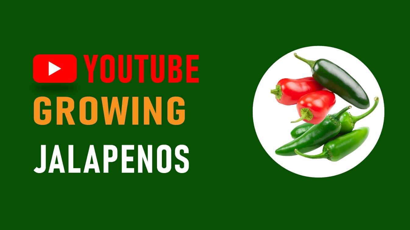 youtube growing jalapenos how long do jalapenos take to grow where do jalapenos grow best