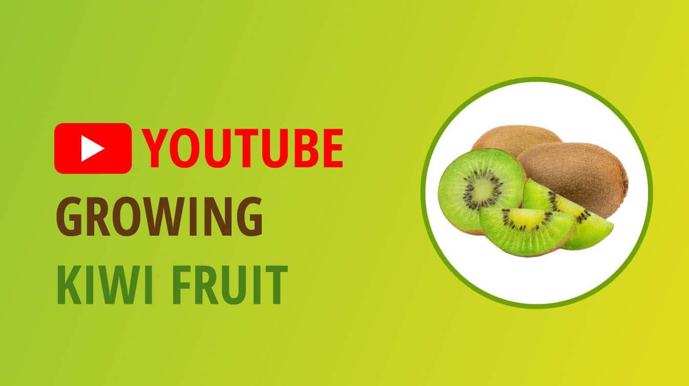 youtube growing kiwi fruit kiwi youtube kiwi youtube video