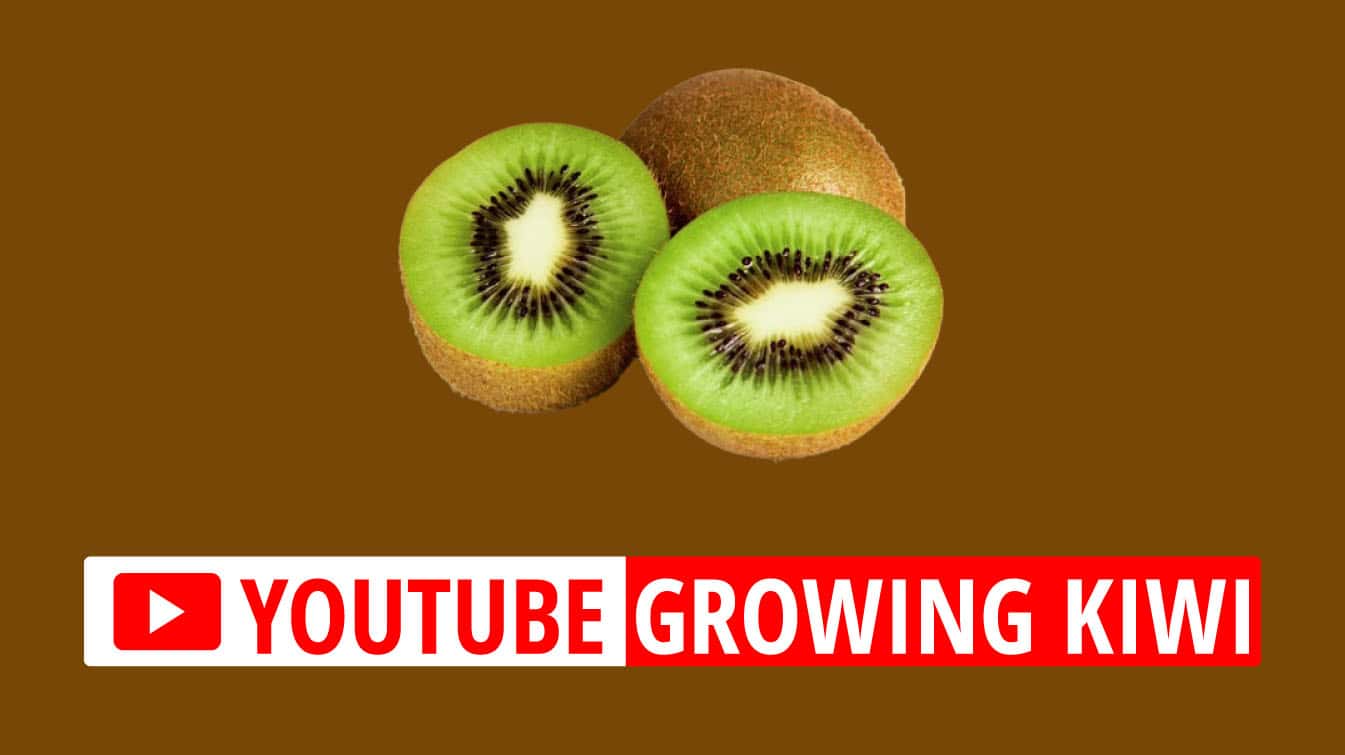 youtube growing kiwi youtube growing kiwi fruit where do kiwis grow best