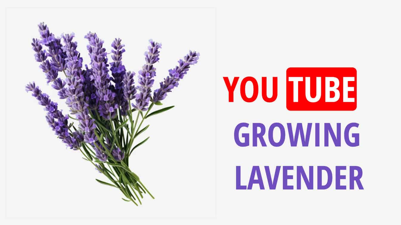 youtube growing lavender growing lavender youtube youtube lavender