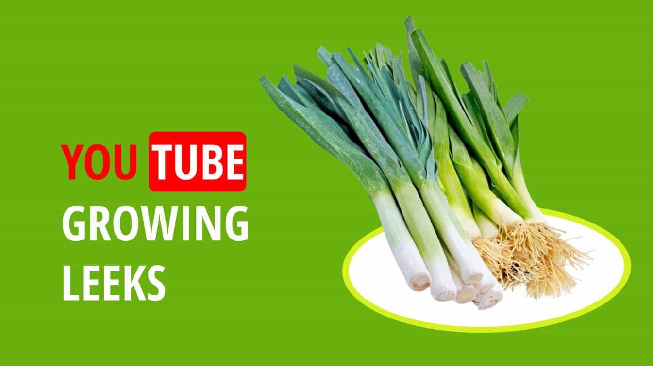 youtube growing leeks what to grow after leeks leek youtube