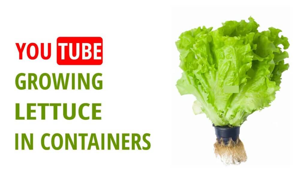 youtube growing lettuce in containers youtube lettuce grow youtube growing lettuce