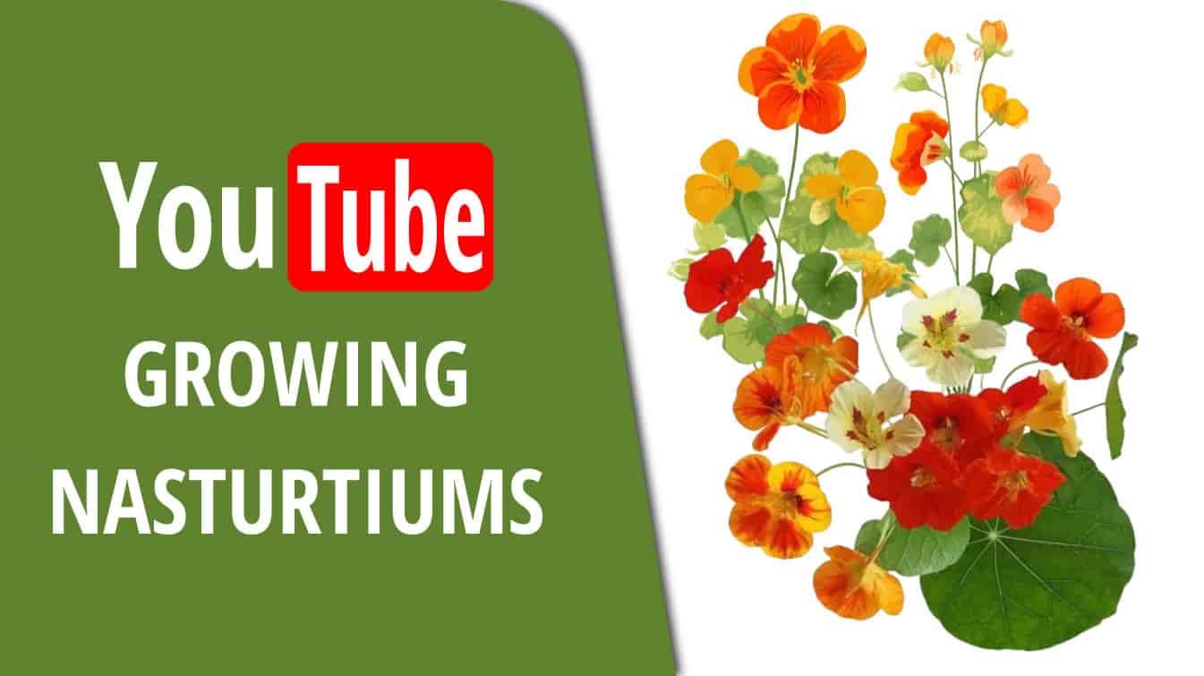 youtube growing nasturtiums nasturtium youtube nasturtium growing tips