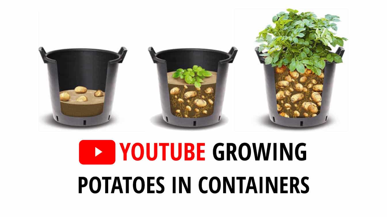youtube growing potatoes in containers youtube potatoes in containers potatoes in containers youtube