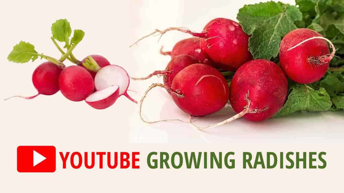 youtube growing radishes why aren't my radishes growing why are my radishes not growing