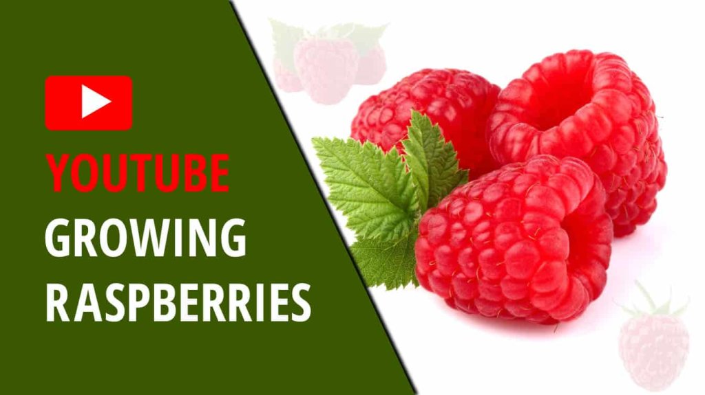 youtube growing raspberries how to.grow raspberries youtube planting raspberries