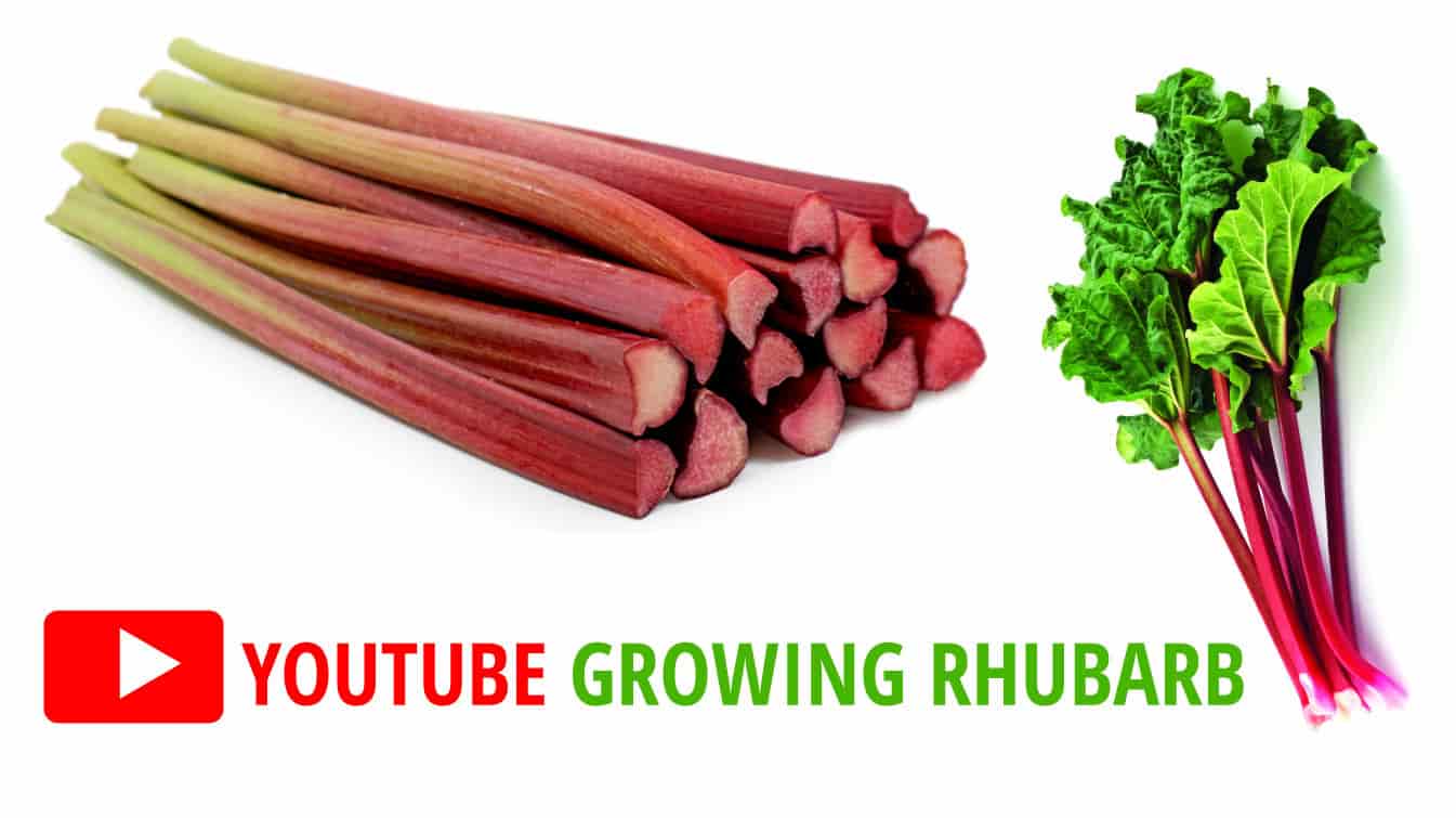youtube growing rhubarb rhubarb youtube growing rhubarb youtube