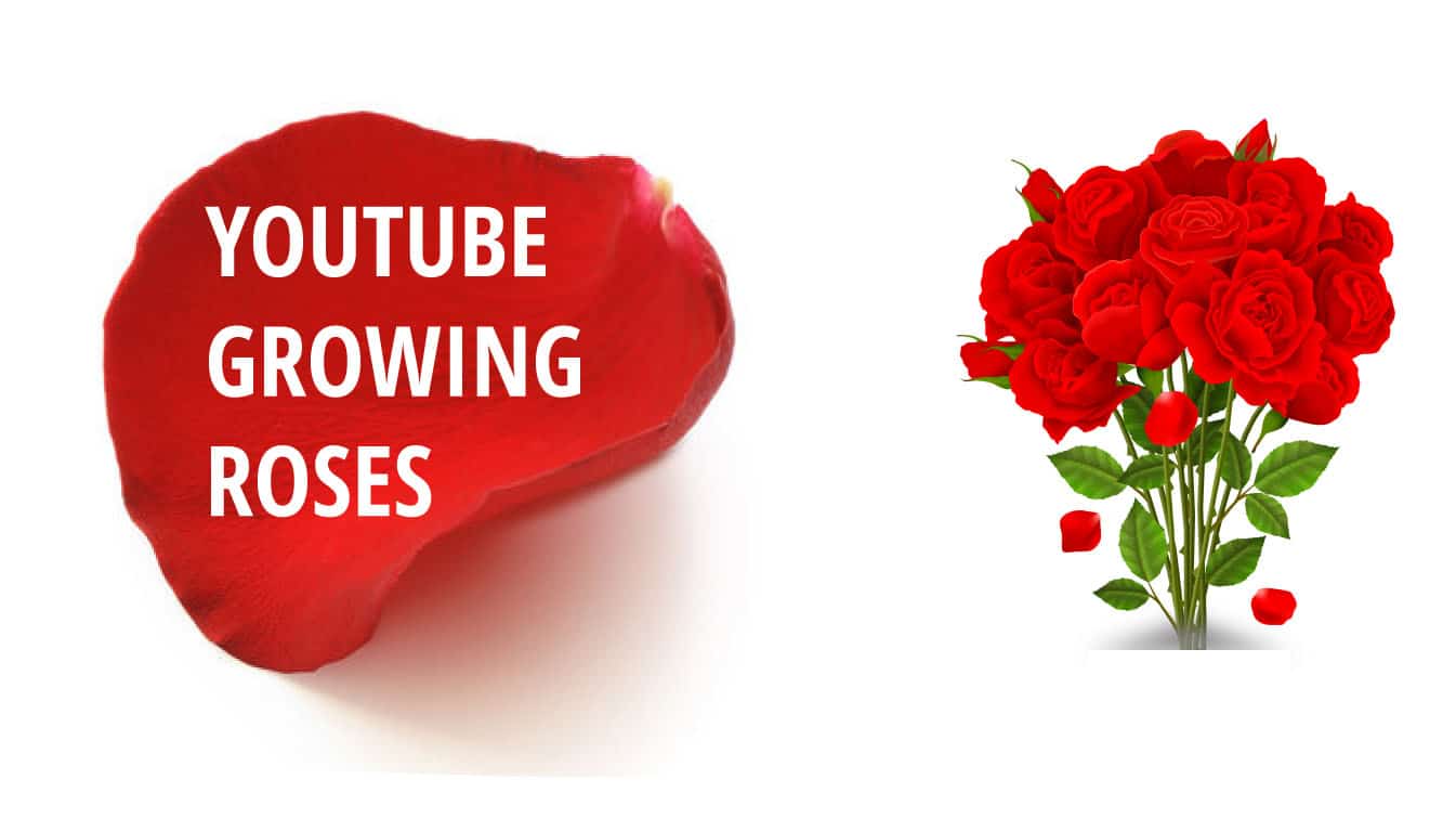 youtube growing roses how to start growing roses planting roses youtube