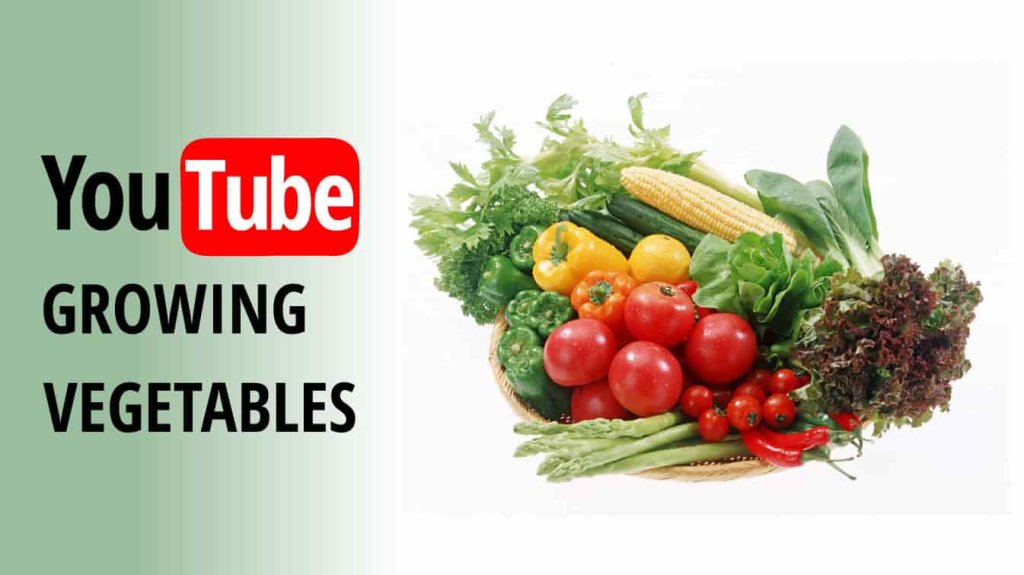 youtube growing vegetables growing winter vegetables youtube youtube growing your greens