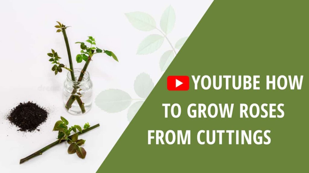 youtube how to grow roses from cuttings how to grow roses from cuttings youtube how to root rose cuttings