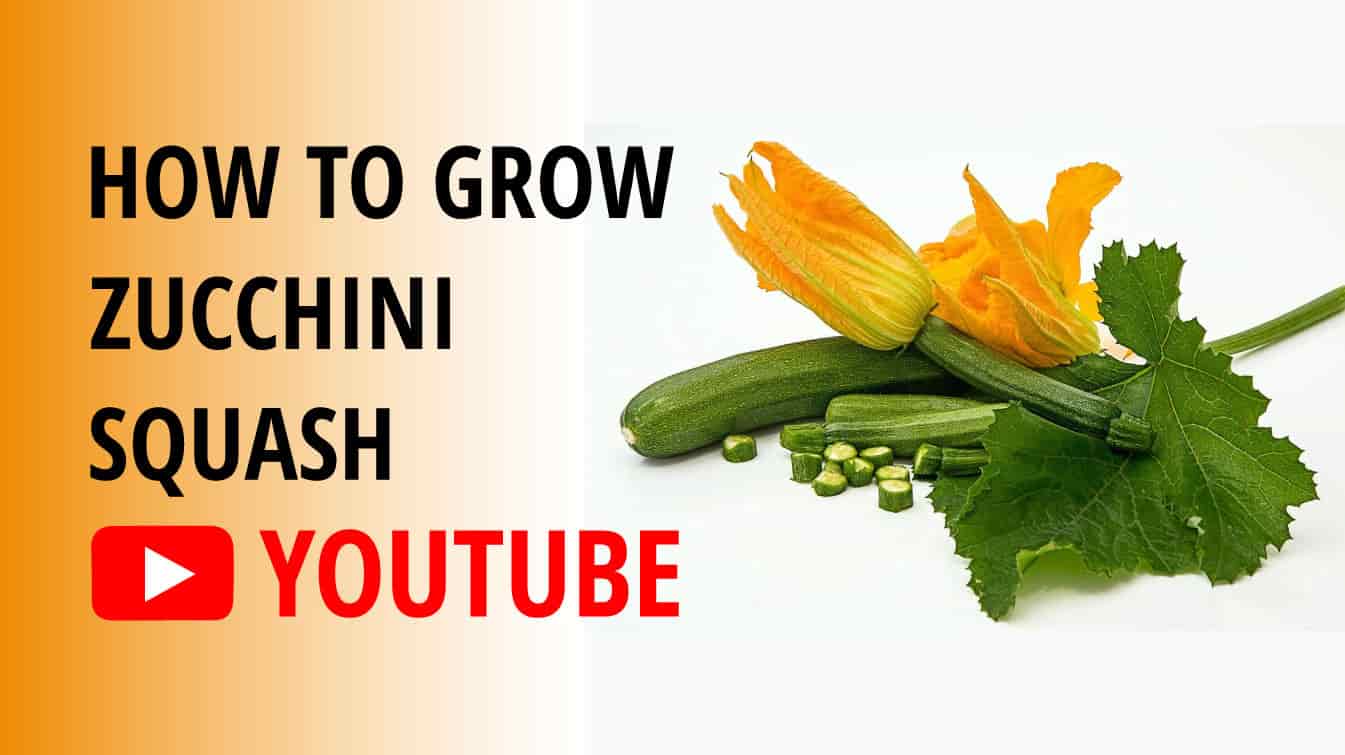 how to grow zucchini squash youtube grow zucchini squash growing zucchini youtube