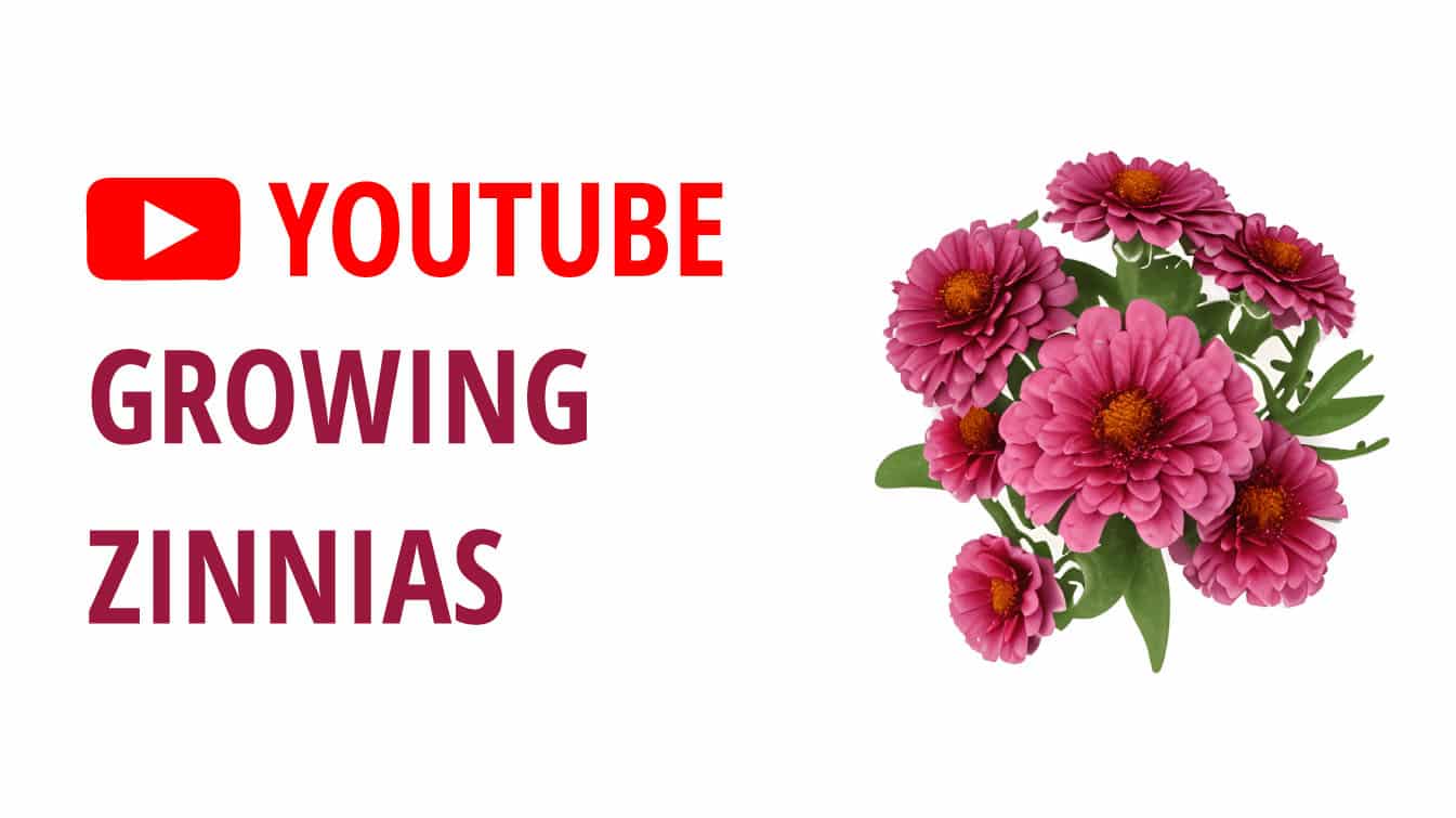 youtube growing zinnias how to grow great zinnias youtube zinnia seeds