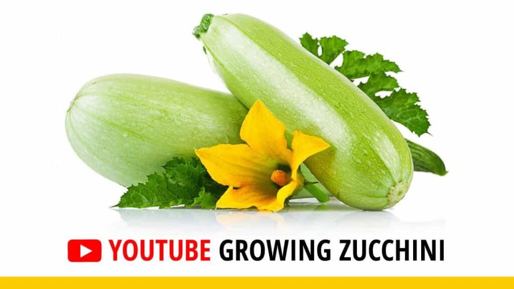 youtube growing zucchini youtube growing zucchini vertically how to grow zucchini from zucchini