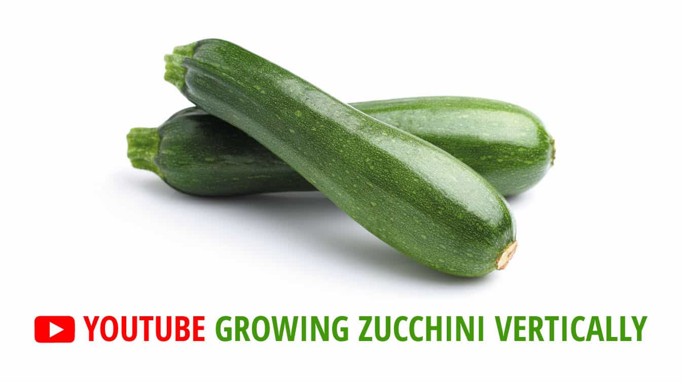 youtube growing zucchini vertically how to grow zucchini vertically grow zucchini vertically