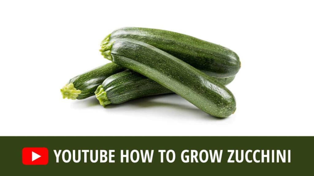 youtube how to grow zucchini growing zucchini youtube how to grow zucchini from zucchini